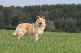 CHIEN FINNOIS DE LAPONIE 680